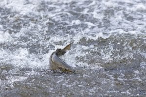 Rewilding our waters: Despite successes, obstacles remain