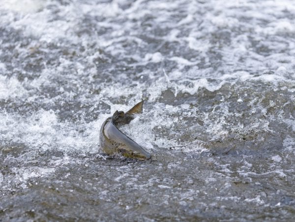 A salmon struggles through a shallow section of water on the way upriver on the Boquet. This fall run fish was the subject of articles in the November issue. Photo by Mike Lynch