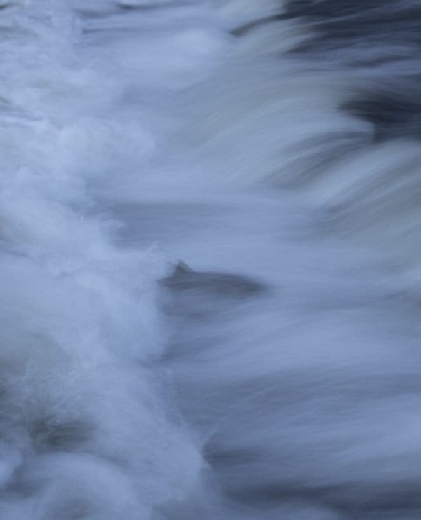 A salmon swims upriver in this photograph, which was taken with a slow shutter speed. Photo by Mike Lynch
