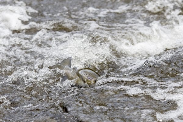 A salmon gets stuck on the way upriver on the Boquet. Photo by Mike Lynch