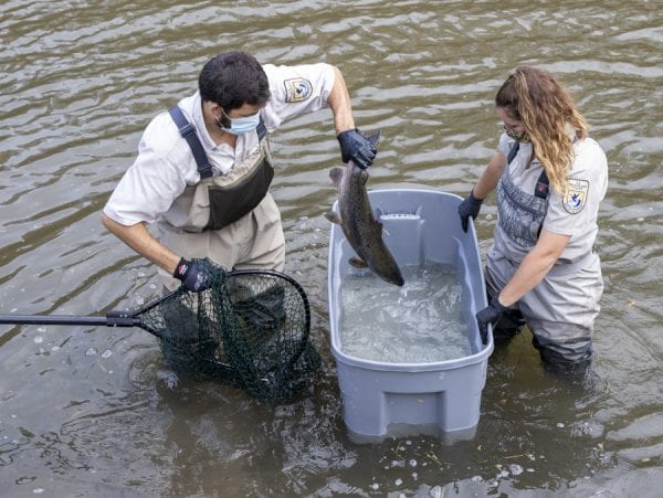 Fish biologist Jonah L. Withers and biological science technician Shelby Scarfo, both of US Fish and Wildlife Service, prepare to return a salmon to the Boquet River after tagging it and inserting a tracking device inside it. Photo by Mike Lynch