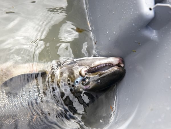 A salmon after it is captured by the U.S. Fish and Wildlife Service. Photo by Mike Lynch