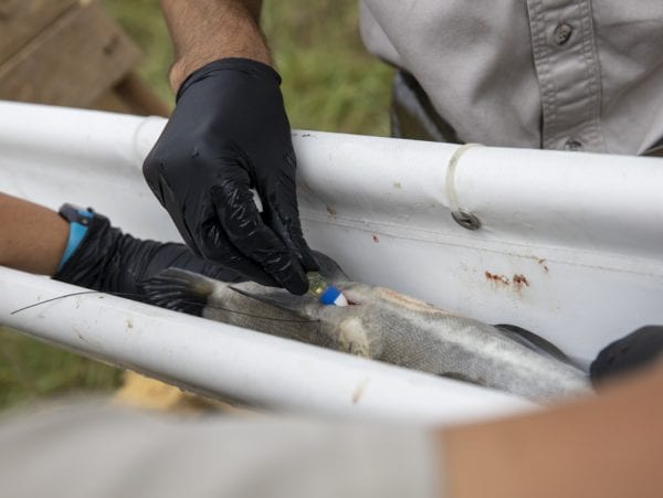 A tracking device is put inside a salmon on the Boquet River. Photo by Mike Lynch