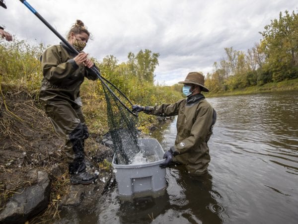 U.S. Fish and Wildlife Service staff prepare to release a salmon back into the Boquet River. Photo by Mike Lynch