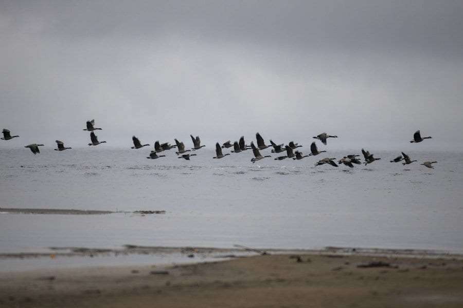 geese on lake champlain