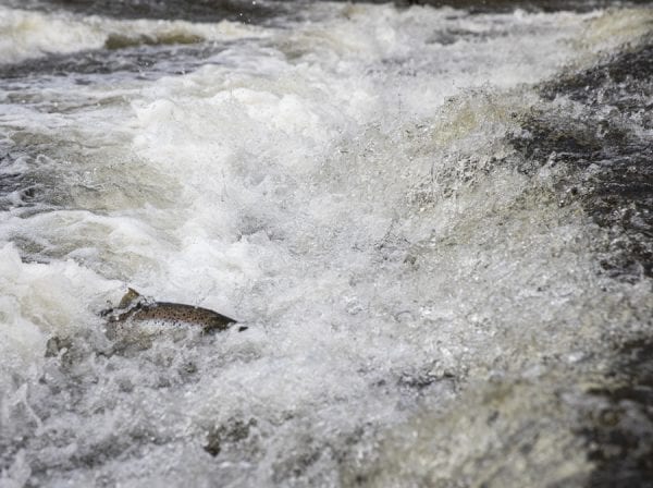 A salmon swims upriver on the Boquet. Photo by Mike Lynch