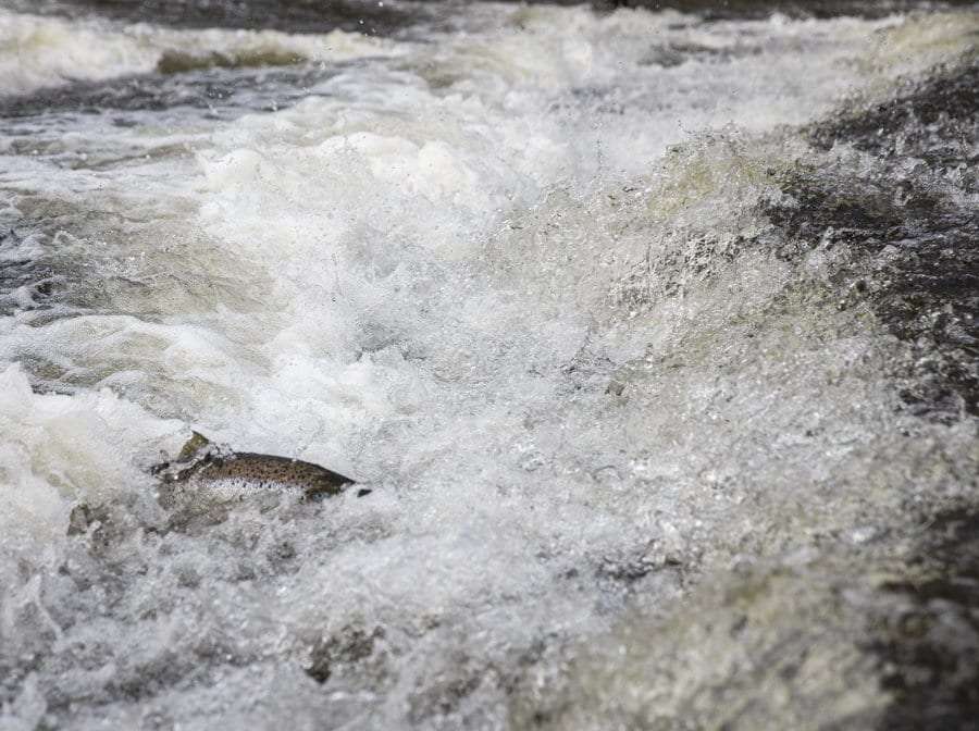 Boquet River salmon