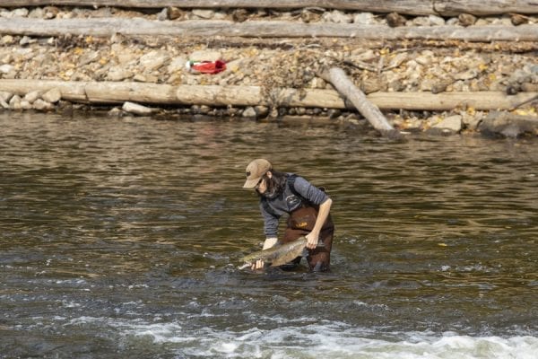 An angler releases a salmon back into the Boquet River. Photo by Mike Lynch