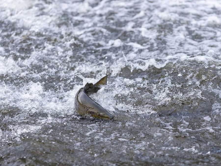 A salmon makes its way up the Boquet River in October. Photo by Mike Lynch