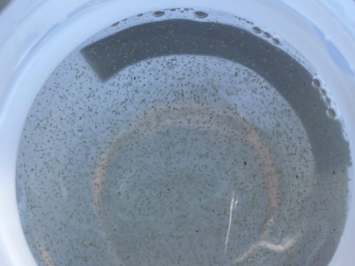 cyanobacteria water sample
