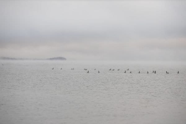 Canada geese gather on Lake Champlain in early October. Photo by Mike Lynch