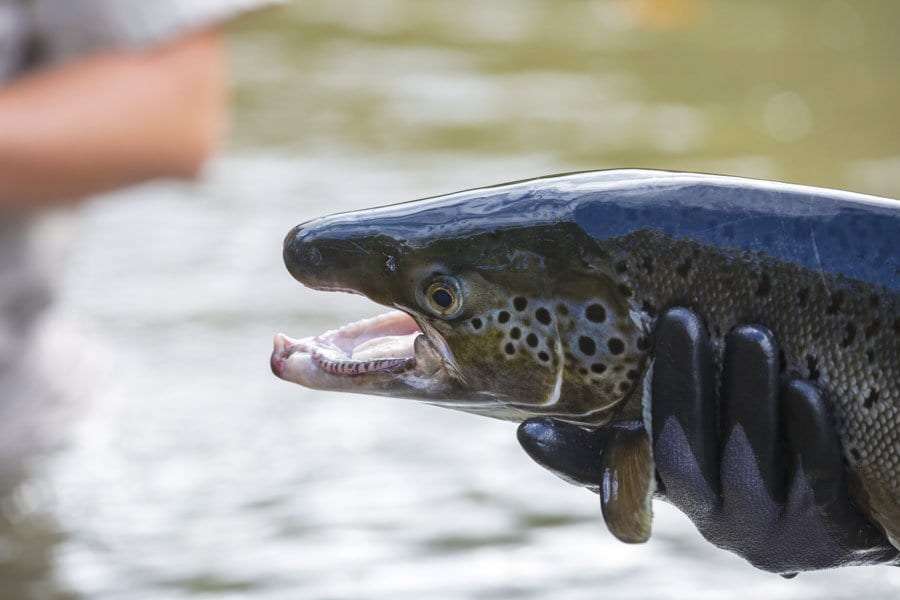 Atlantic salmon in the Boquet River.