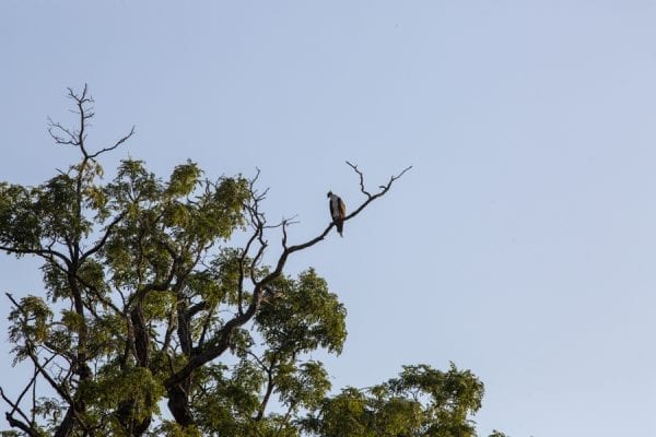 An osprey watches the action on the Saranac River. Photo by Mike Lynch