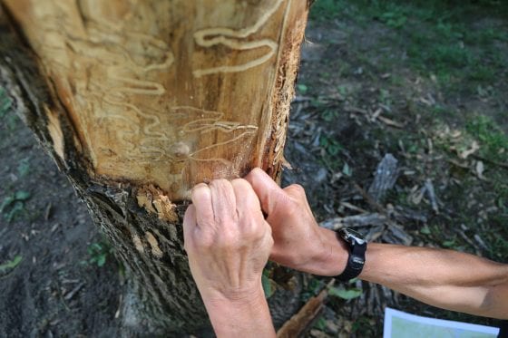 ash borer