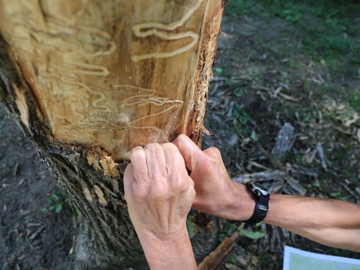 ash borer