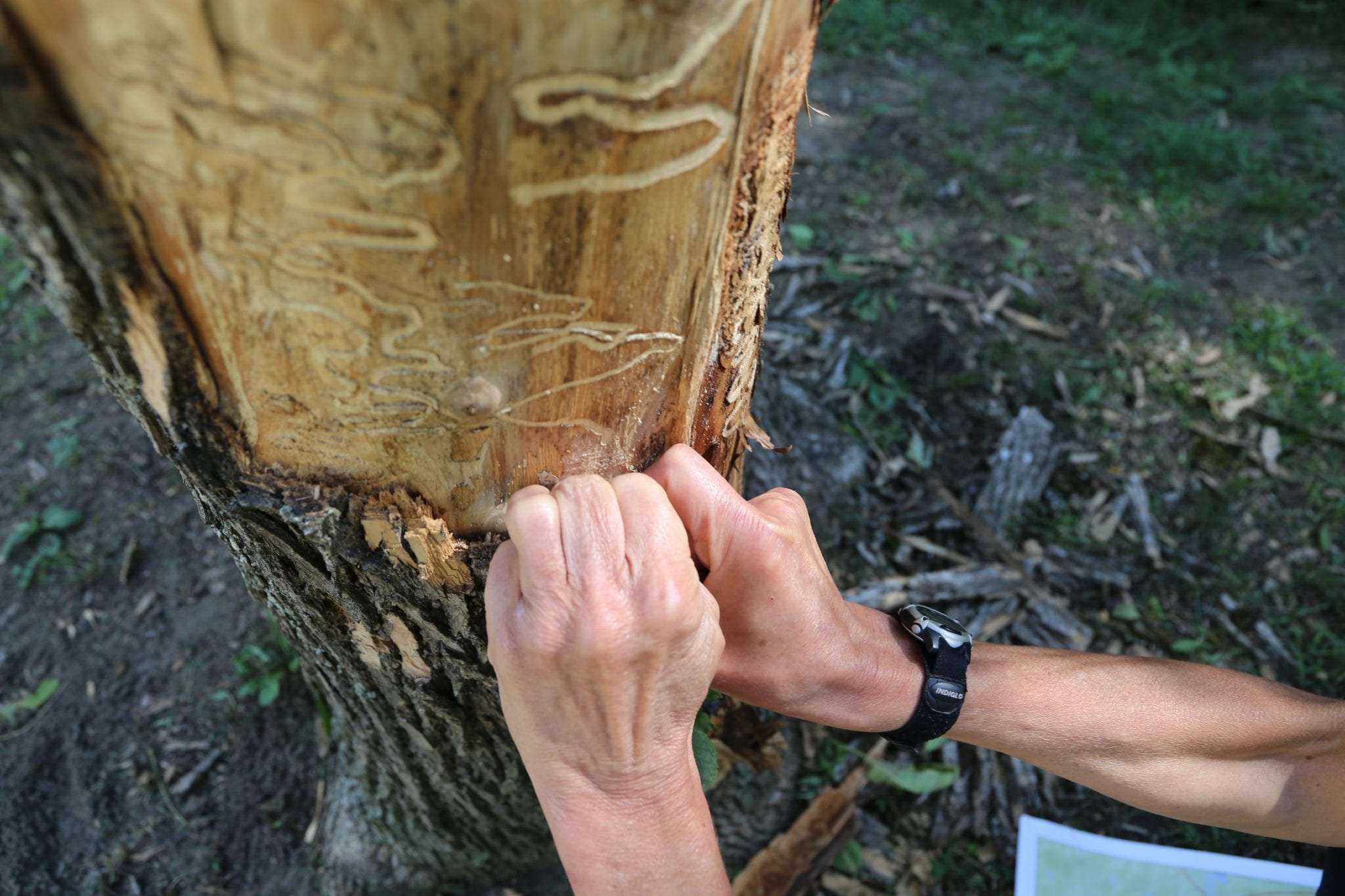 ash borer