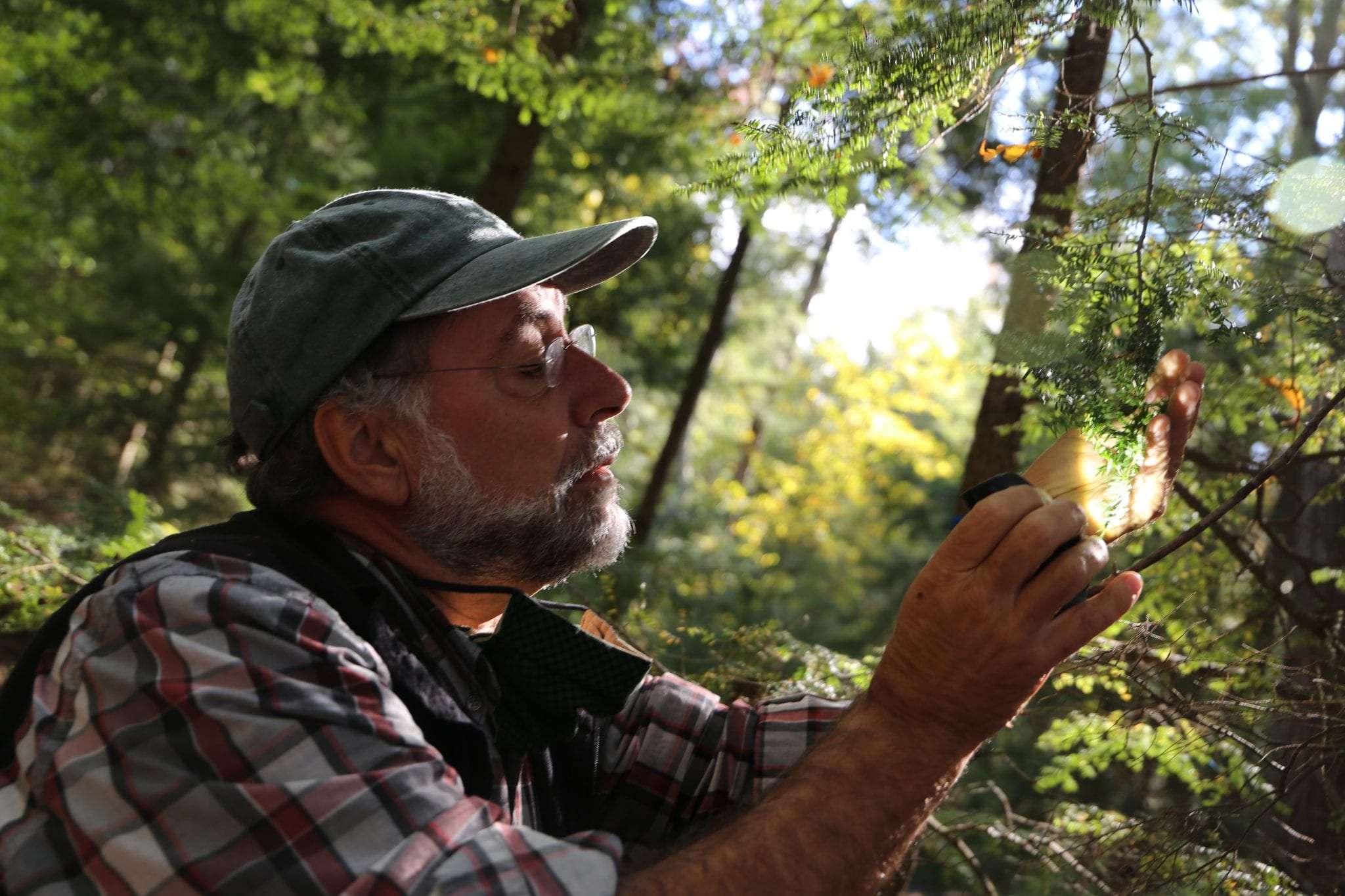 mark whitemore, in a sunny spot in the forest, studying hemlock needles
