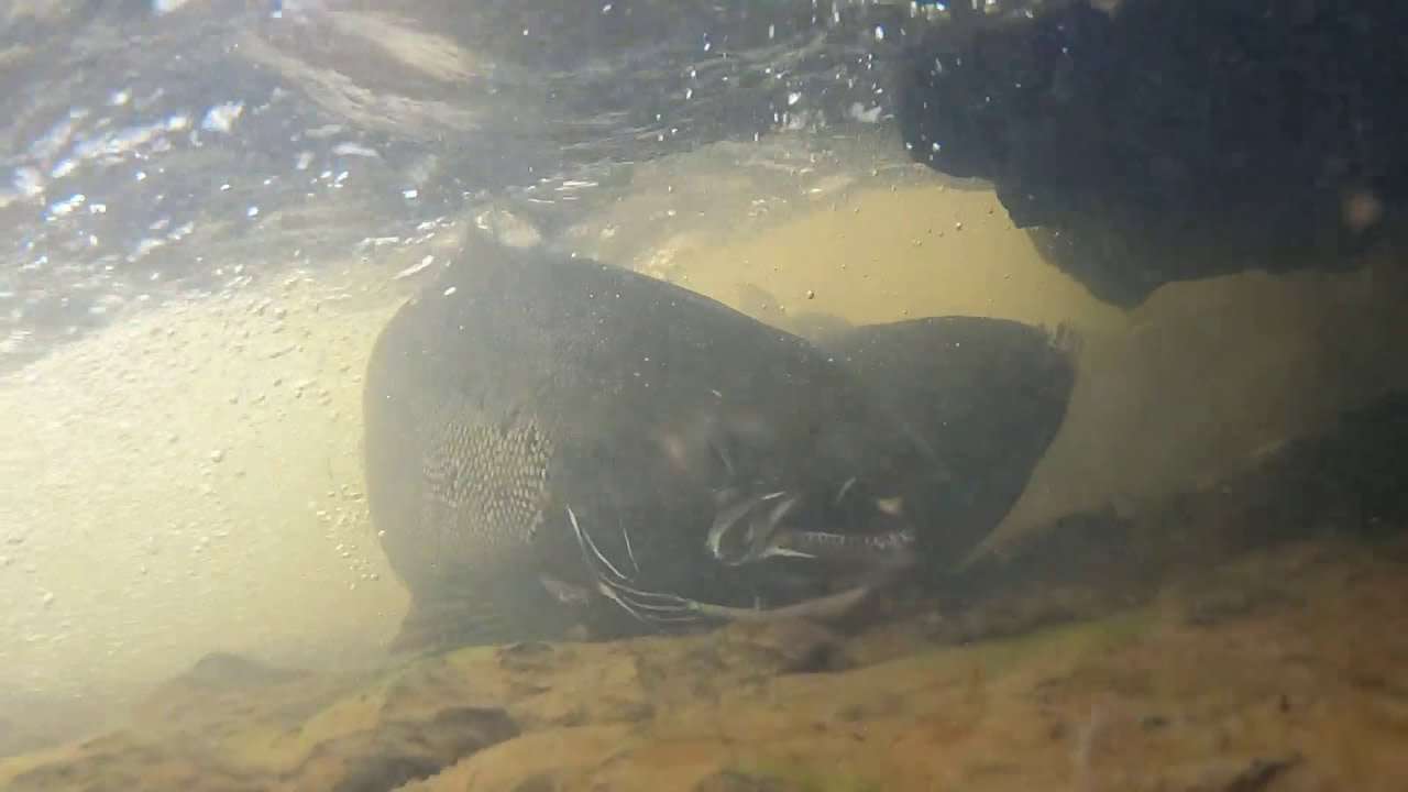 Boquet River salmon