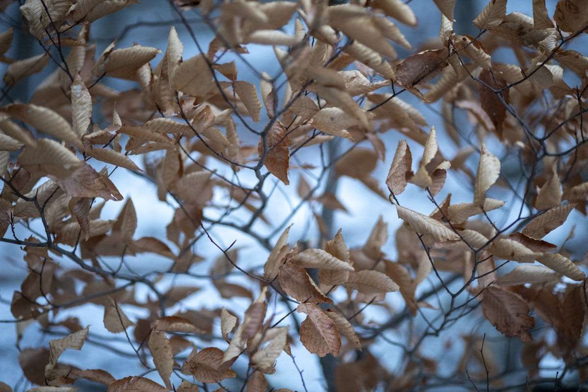 Beech leaves in the morning light on Baker Mountain in Saranac Lake. Photo by Mike Lynch