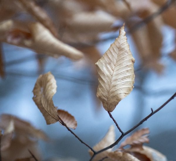 Beech tree leaf on Baker Mountain in Saranac Lake in the morning light. Photo by Mike Lynch
