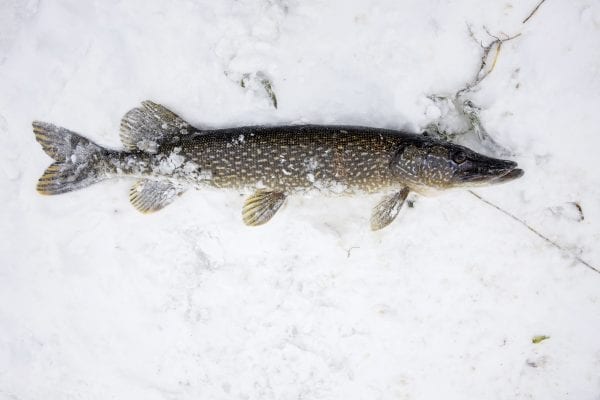 northern pike