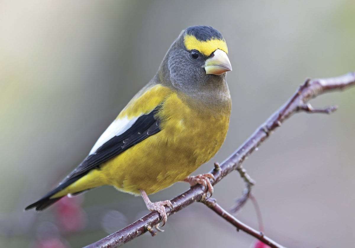 Male Evening Grosbeak