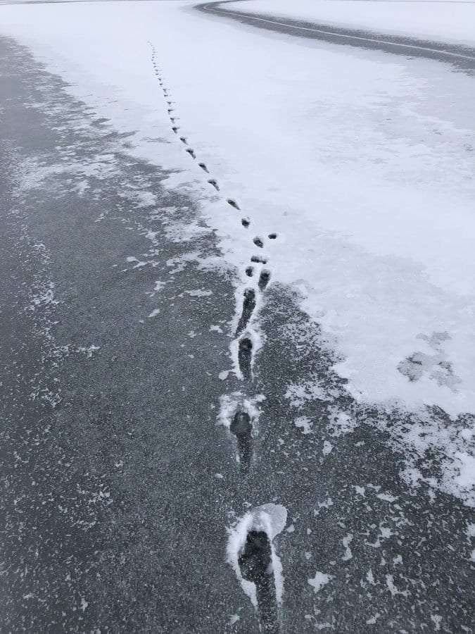 Bobcat tracks on Little Green Pond ice.