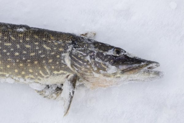 A northern pike on the ice of Osgood Pond. Photo by Mike Lynch