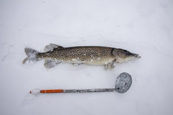 A northern pike sits on the ice of Osgood Pond. Photo by Mike Lynch