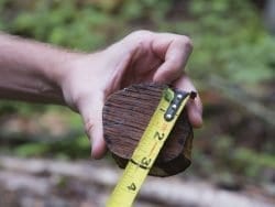 Measuring a tree