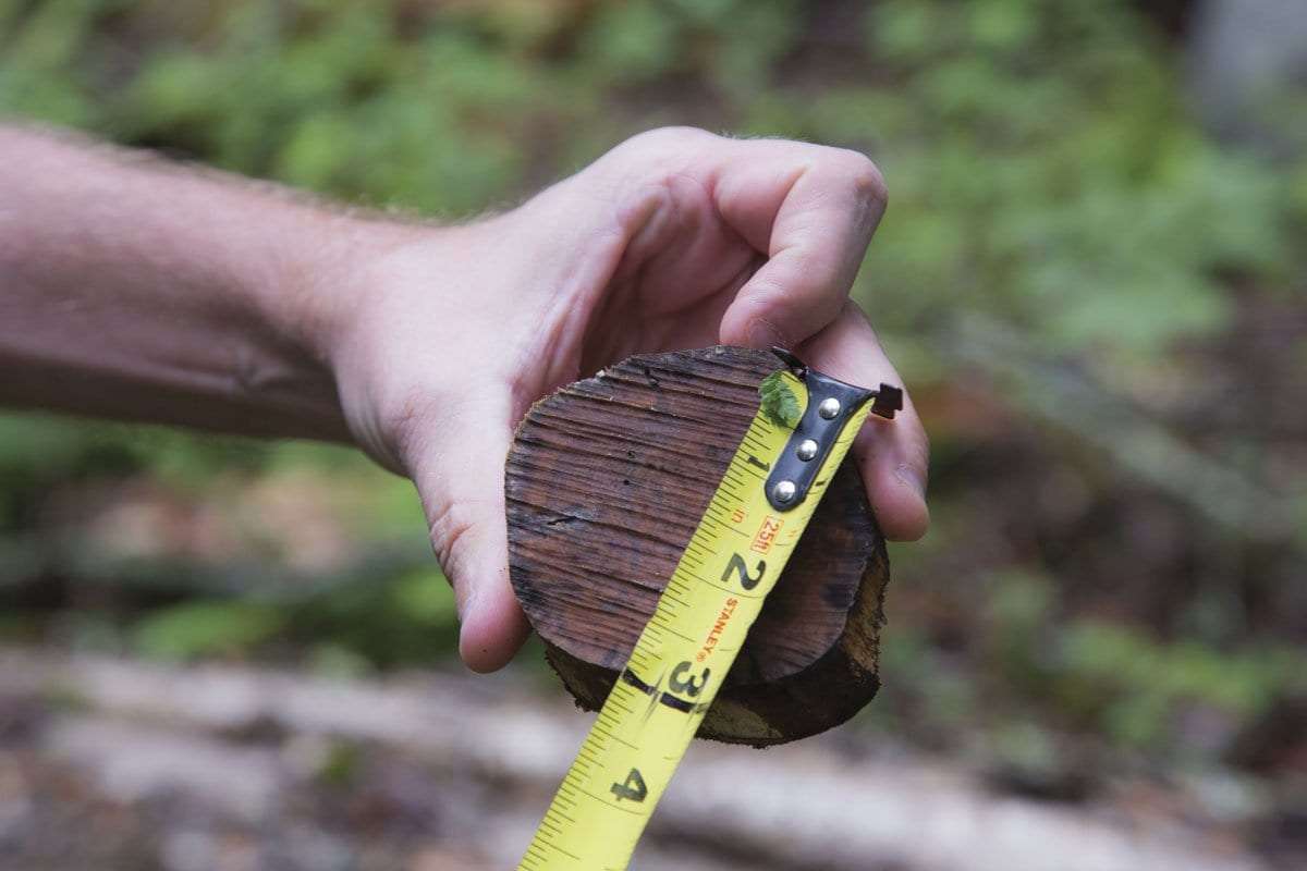 Measuring a tree