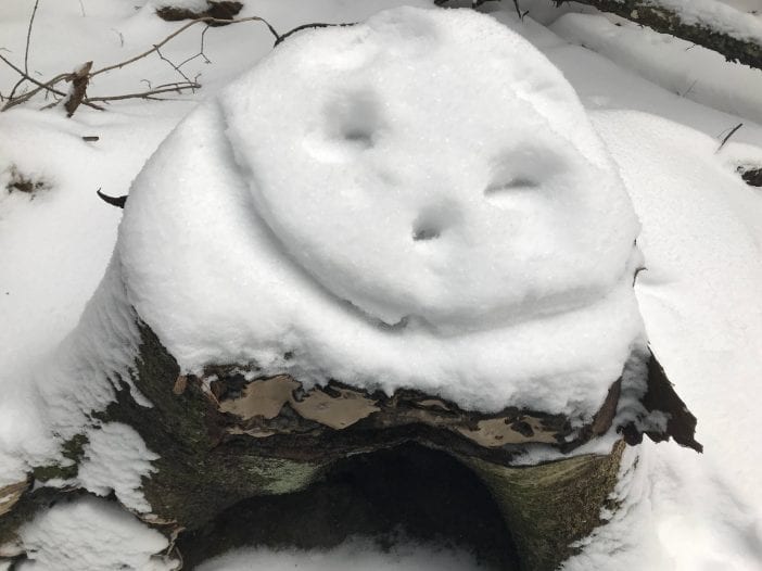 Snow on a stump
