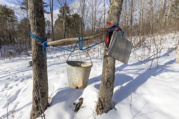 Old maple sap buckets at Dacy Meadow Farm. Photo by Mike Lynch