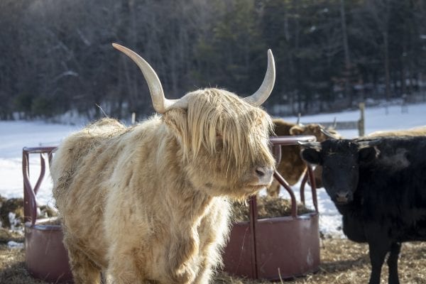 Not your average Adirondack wildlife. A Scotch Highland cow at Dacy Meadow Farm. Photo by Mike Lynch
