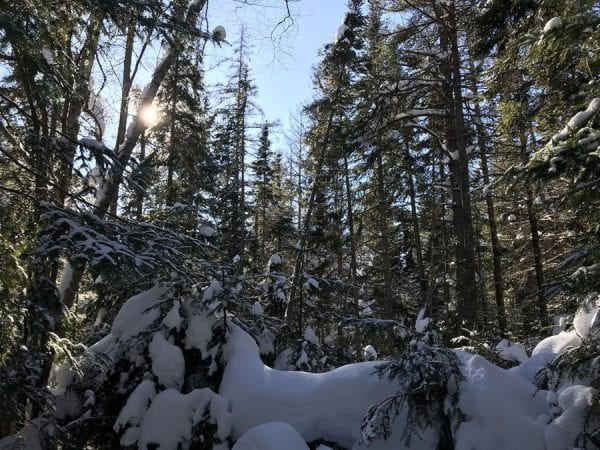 Snow-covered evergreens