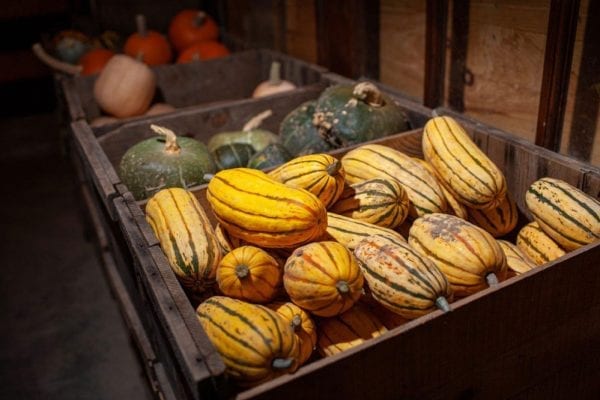 winter squash