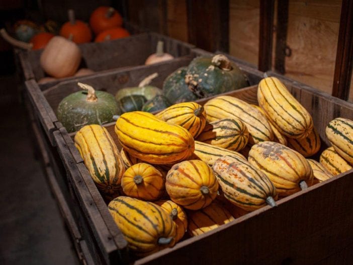 winter squash