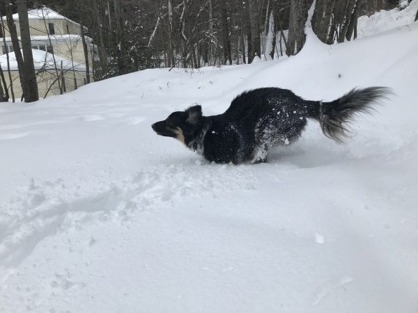 Dog running in snow