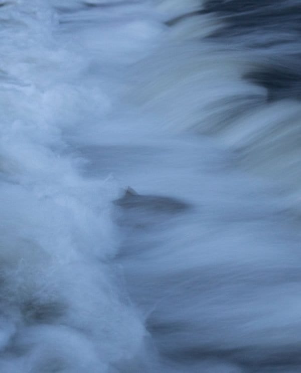 Salmon swimming