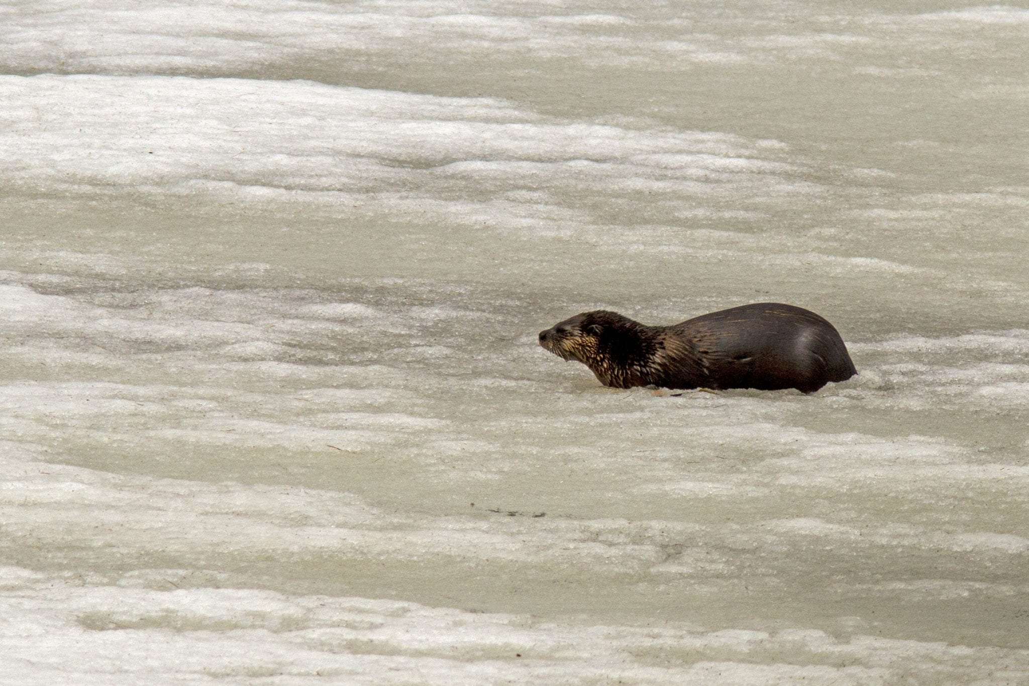 otter in ice