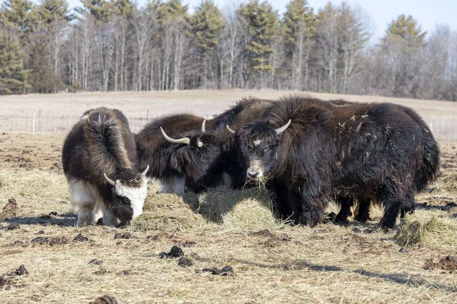 Yaks on RavenMoon Farm in Westport. Photo by Mike Lynch