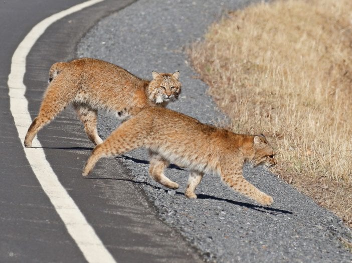 bobcats