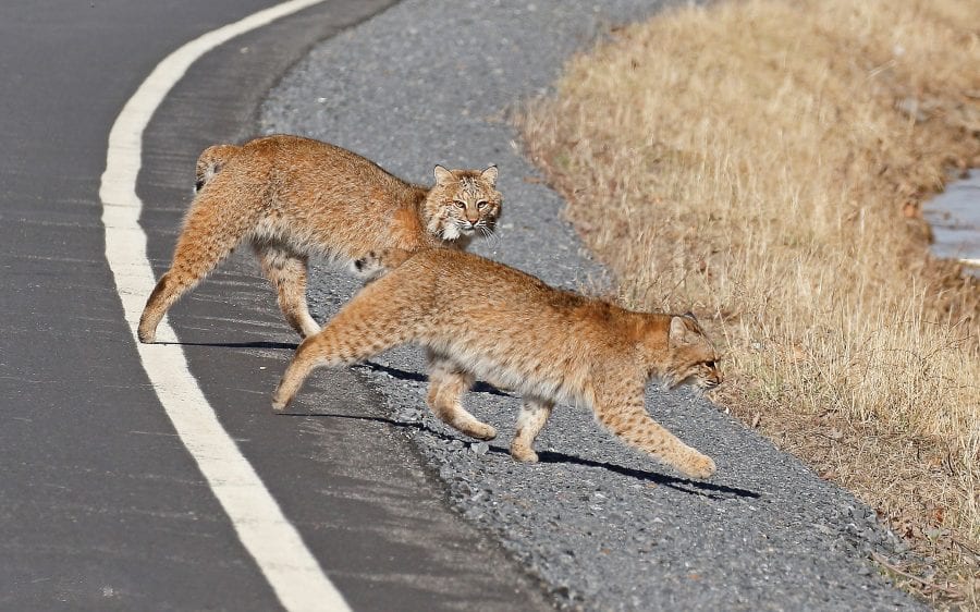 bobcats