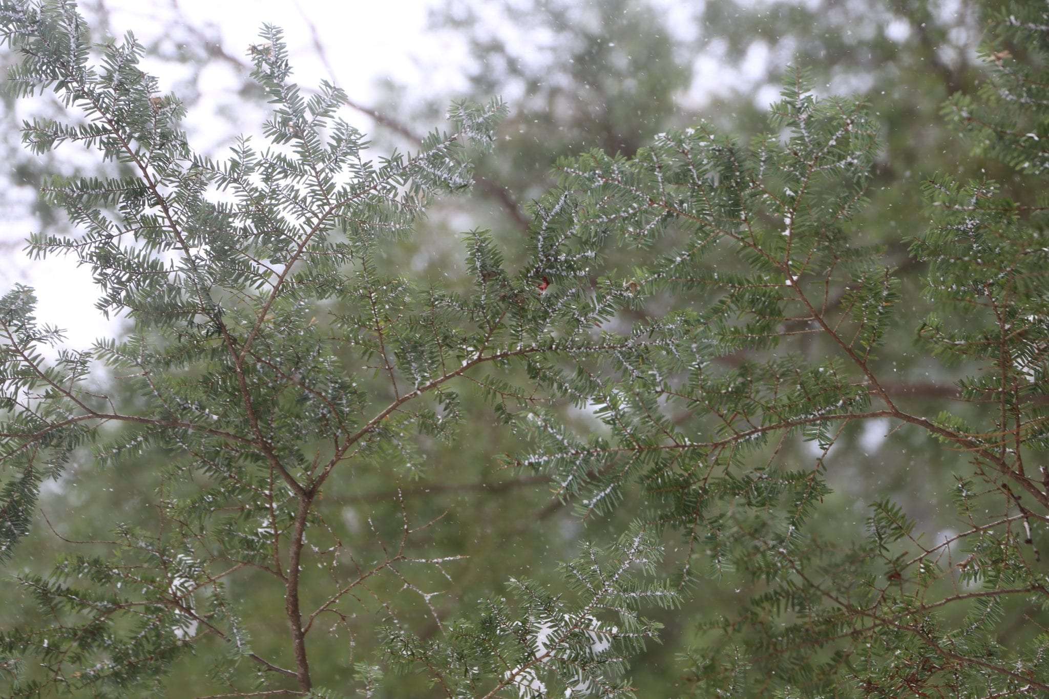 hemlock woolly adelgid