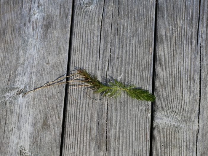 Eurasian watermilfoil