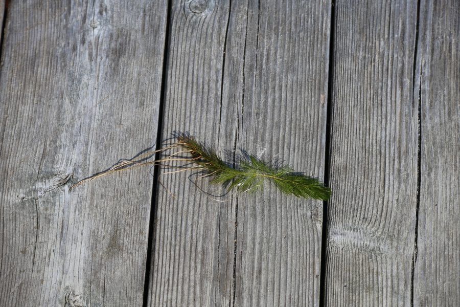 Eurasian watermilfoil can be harvested by hand or with an herbicide