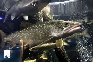 Responding to signs of success, fishery managers halve Lake Champlain trout stocking