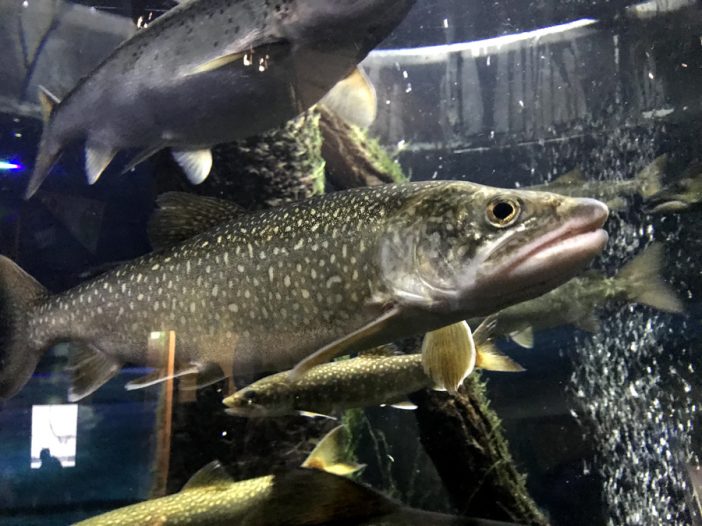 Lake trout and an Atlantic salmon swimming in a Vermont aquarium.