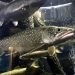 Responding to signs of success, fishery managers halve Lake Champlain trout stocking