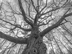 ancient oak tree